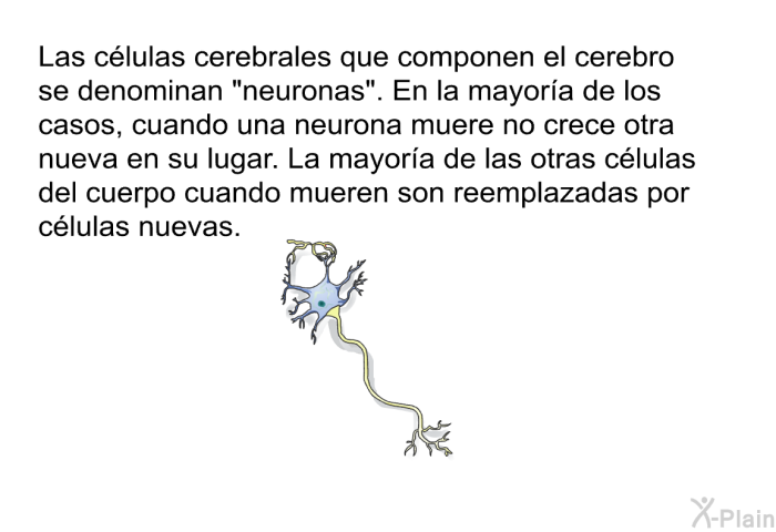 Las clulas cerebrales que componen el cerebro se denominan “neuronas”. En la mayora de los casos, cuando una neurona muere no crece otra nueva en su lugar. La mayora de las otras clulas del cuerpo cuando mueren son reemplazadas por clulas nuevas.