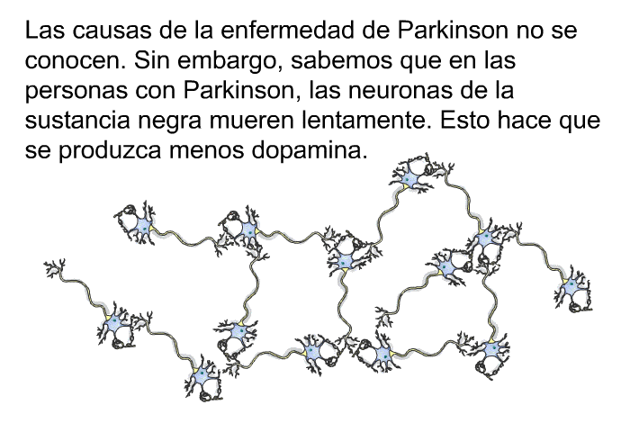 Las causas de la enfermedad de Parkinson no se conocen. Sin embargo, sabemos que en las personas con Parkinson, las neuronas de la sustancia negra mueren lentamente. Esto hace que se produzca menos dopamina.