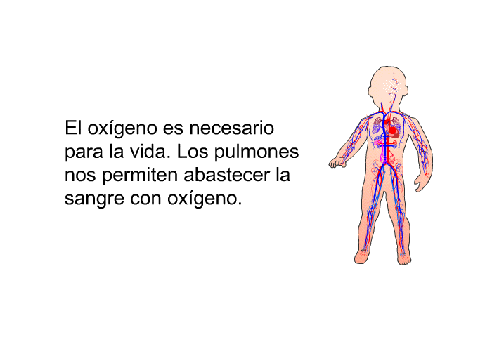 El oxgeno es necesario para la vida. Los pulmones nos permiten abastecer la sangre con oxgeno.