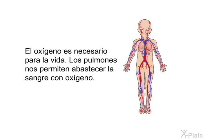 El oxgeno es necesario para la vida. Los pulmones nos permiten abastecer la sangre con oxgeno.