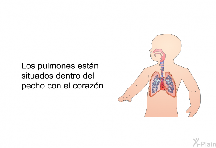 Los pulmones estn situados dentro del pecho con el corazn.