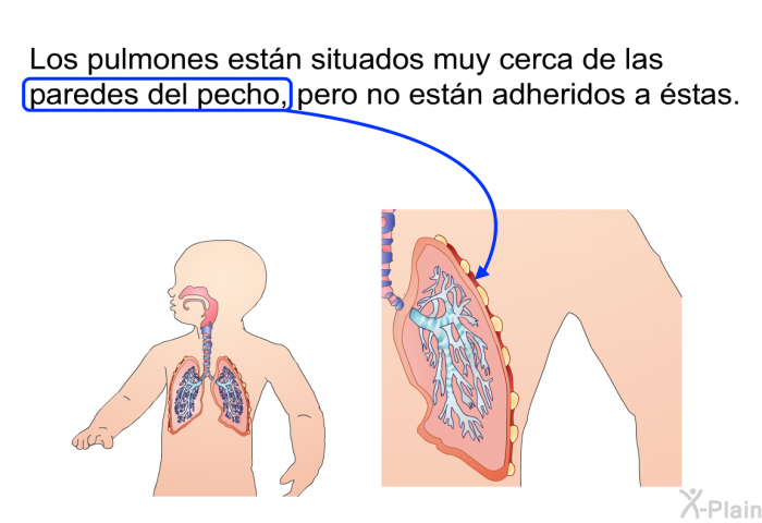 Los pulmones estn situados muy cerca de las paredes del pecho, pero no estn adheridos a stas.