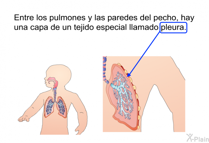 Entre los pulmones y las paredes del pecho, hay una capa de un tejido especial llamado pleura.