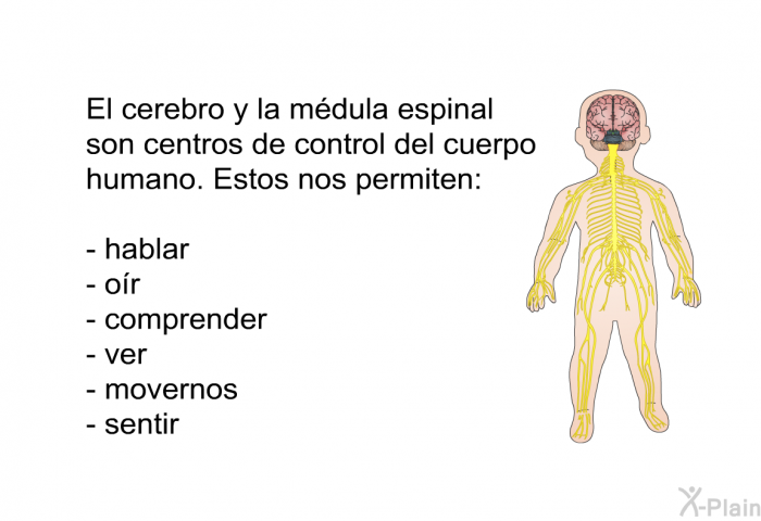 El cerebro y la mdula espinal son centros de control del cuerpo humano. Estos nos permiten:  hablar or comprender ver movernos sentir