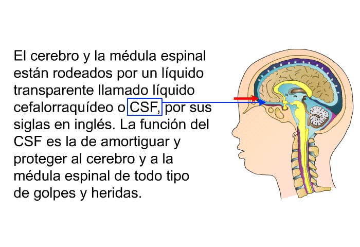 El cerebro y la mdula espinal estn rodeados por un lquido transparente llamado lquido cefalorraqudeo o CSF, por sus siglas en ingls. La funcin del CSF es la de amortiguar y proteger al cerebro y a la mdula espinal de todo tipo de golpes y heridas.