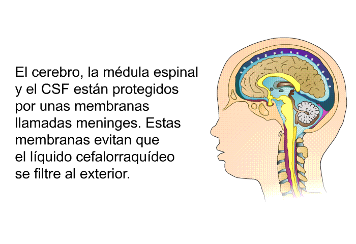 El cerebro, la mdula espinal y el CSF estn protegidos por unas membranas llamadas meninges. Estas membranas evitan que el lquido cefalorraqudeo se filtre al exterior.