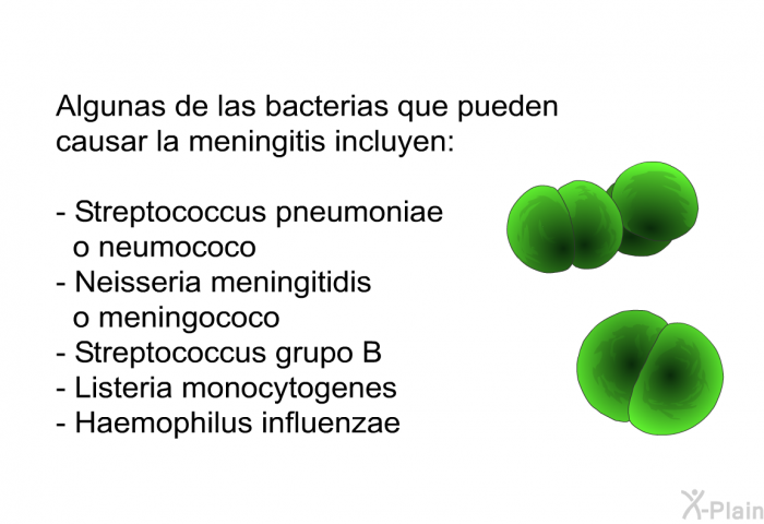 Algunas de las bacterias que pueden causar la meningitis incluyen:  Streptococcus pneumoniae o neumococo Neisseria meningitidis o meningococo Streptococcus grupo B Listeria monocytogenes Haemophilus influenzae