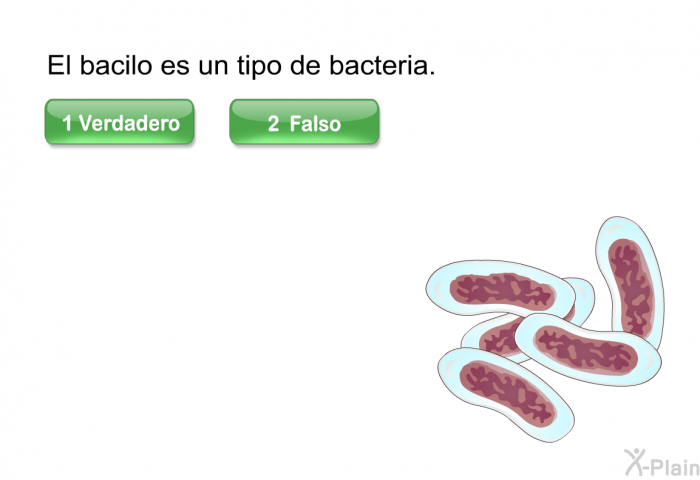 El bacilo es un tipo de bacteria. Presione Verdadero o Falso.