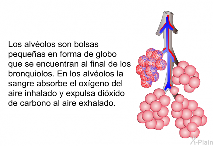 Los alvolos son bolsas pequeas en forma de globo que se encuentran al final de los bronquiolos. En los alvolos la sangre absorbe el oxgeno del aire inhalado y expulsa dixido de carbono al aire exhalado.