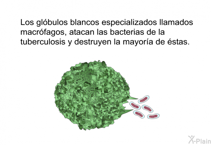 Los glbulos blancos especializados llamados macrfagos, atacan las bacterias de la tuberculosis y destruyen la mayora de stas.