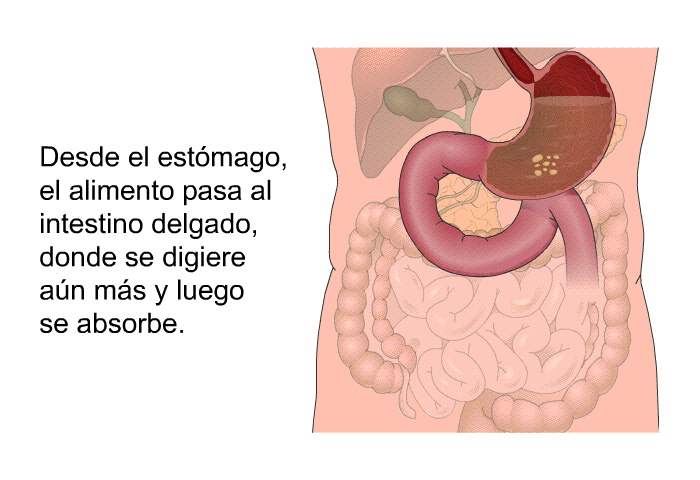 Desde el estmago, el alimento pasa al intestino delgado, donde se digiere an ms y luego se absorbe.