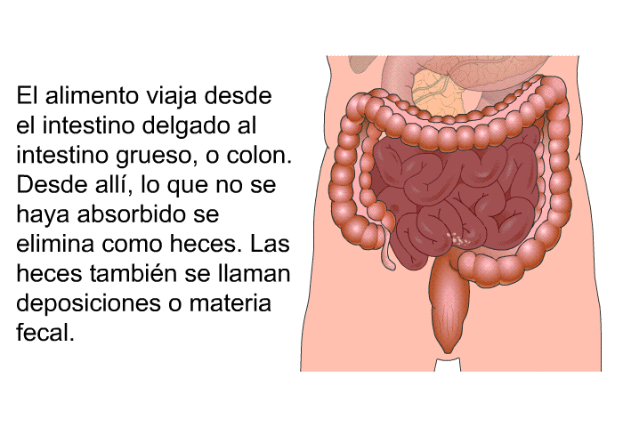 El alimento viaja desde el intestino delgado al intestino grueso, o colon. Desde all, lo que no se haya absorbido se elimina como heces. Las heces tambin se llaman deposiciones o materia fecal.