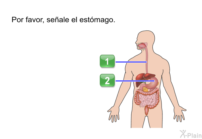 Por favor, seale el estmago.