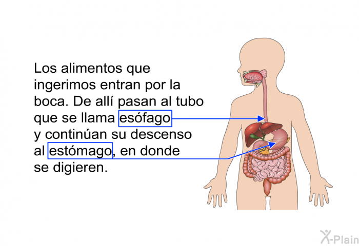 Los alimentos que ingerimos entran por la boca. De all pasan al tubo que se llama esfago y continan su descenso al estmago, en donde se digieren.