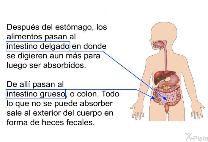 Despus del estmago, los alimentos pasan al intestino delgado en donde se digieren aun ms para luego ser absorbidos. De all pasan al intestino grueso, o colon. Todo lo que no se puede absorber sale al exterior del cuerpo en forma de heces fecales.