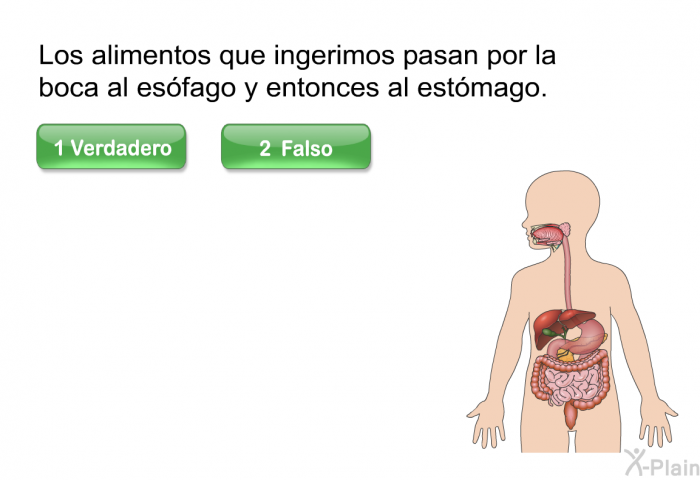 Los alimentos que ingerimos pasan por la boca al esfago y entonces al estmago.