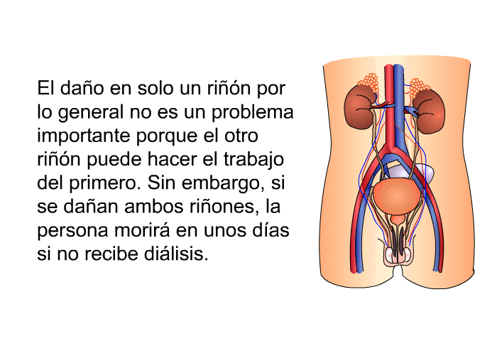 El dao en solo un rin por lo general no es un problema importante porque el otro rin puede hacer el trabajo del primero. Sin embargo, si se daan ambos riones, la persona morir en unos das si no recibe dilisis.