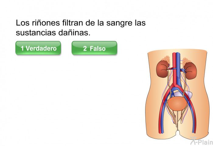 Los riones filtran de la sangre las sustancias dainas.