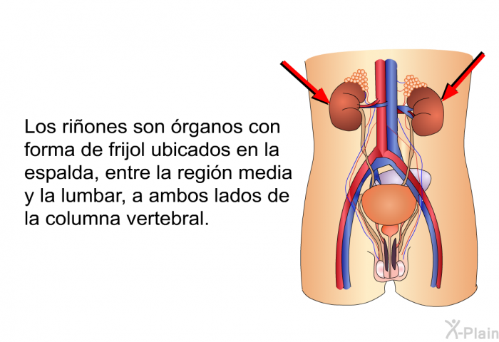 Los riones son rganos con forma de frijol ubicados en la espalda, entre la regin media y la lumbar, a ambos lados de la columna vertebral.