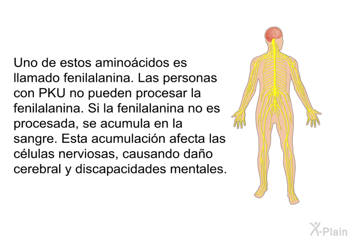 Uno de estos aminocidos es llamado fenilalanina. Las personas con PKU no pueden procesar la fenilalanina. Si la fenilalanina no es procesada, se acumula en la sangre. Esta acumulacin afecta las clulas nerviosas, causando dao cerebral y discapacidades mentales.