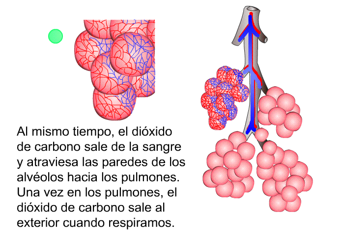 Al mismo tiempo, el dixido de carbono sale de la sangre y atraviesa las paredes de los alvolos hacia los pulmones. Una vez en los pulmones, el dixido de carbono sale al exterior cuando respiramos.