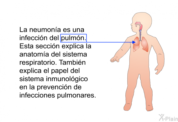 La neumona es una infeccin del pulmn. Esta seccin explica la anatoma del sistema respiratorio. Tambin explica el papel del sistema inmunolgico en la prevencin de infecciones pulmonares.