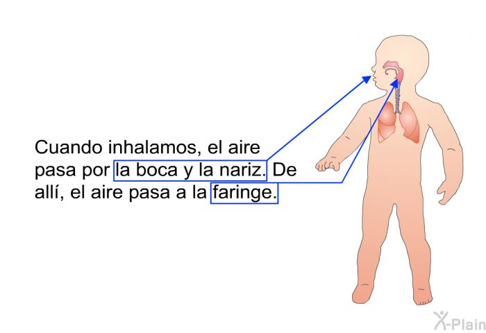 Cuando inhalamos, el aire pasa por la boca y la nariz. De all, el aire pasa a la faringe.