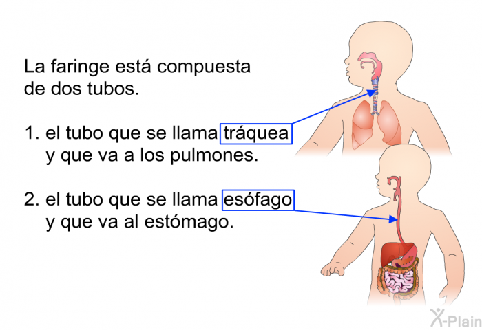 La faringe est compuesta de dos tubos.  el tubo que se llama trquea y que va a los pulmones. el tubo que se llama esfago y que va al estmago.