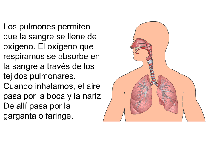 Los pulmones permiten que la sangre se llene de oxgeno. El oxgeno que respiramos se absorbe en la sangre a travs de los tejidos pulmonares. Cuando inhalamos, el aire pasa por la boca y la nariz. De all pasa por la garganta o faringe.