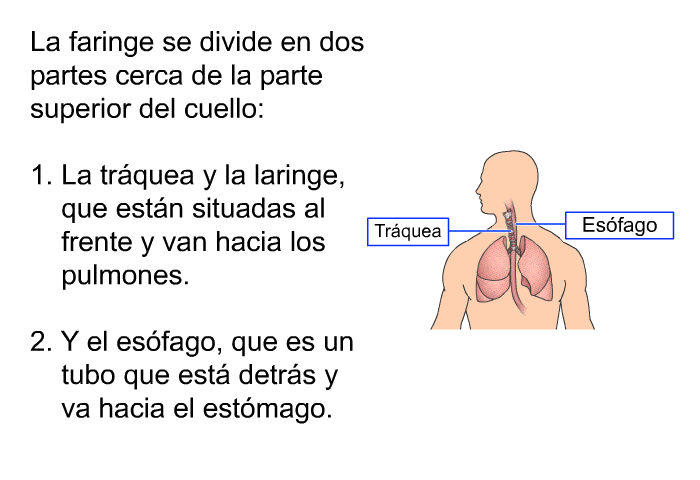 La faringe se divide en dos partes cerca de la parte superior del cuello:  La trquea y la laringe, que estn situadas al frente y van hacia los pulmones.  Y el esfago, que es un tubo que est detrs y va hacia el estmago.