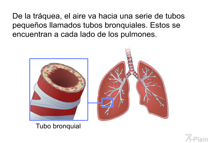 De la trquea, el aire va hacia una serie de tubos pequeos llamados tubos bronquiales. Estos se encuentran a cada lado de los pulmones.