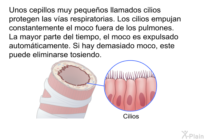 Unos cepillos muy pequeos llamados cilios protegen las vas respiratorias. Los cilios empujan constantemente el moco fuera de los pulmones. La mayor parte del tiempo, el moco es expulsado automticamente. Si hay demasiado moco, este puede eliminarse tosiendo.