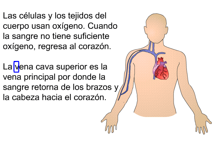 Las clulas y los tejidos del cuerpo usan oxgeno. Cuando la sangre no tiene suficiente oxgeno, regresa al corazn. La vena cava superior es la vena principal por donde la sangre retorna de los brazos y la cabeza hacia el corazn.