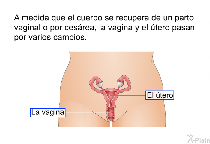 A medida que el cuerpo se recupera de un parto vaginal o por cesrea, la vagina y el tero pasan por varios cambios.