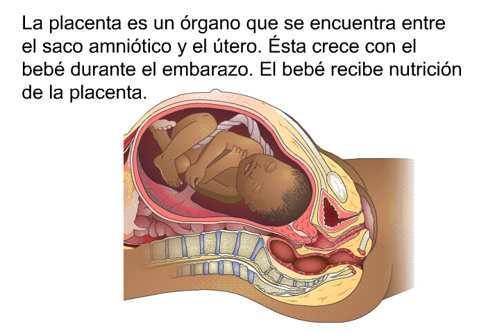 La placenta es un rgano que se encuentra entre el saco amnitico y el tero. Ésta crece con el beb durante el embarazo. El beb recibe nutricin de la placenta.
