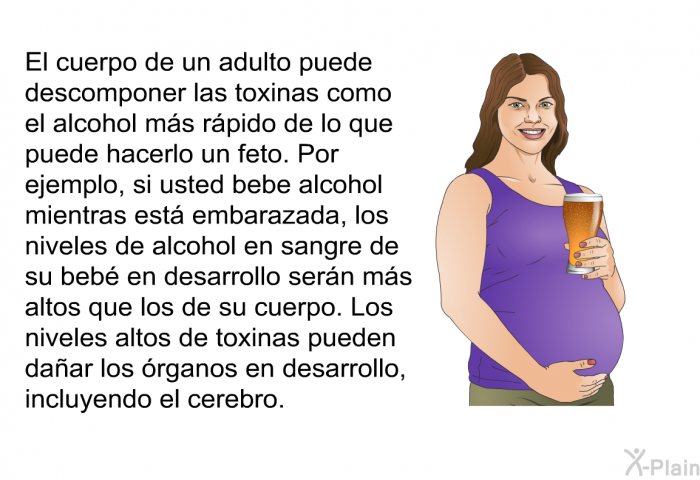 El cuerpo de un adulto puede descomponer las toxinas como el alcohol ms rpido de lo que puede hacerlo un feto. Por ejemplo, si usted bebe alcohol mientras est embarazada, los niveles de alcohol en sangre de su beb en desarrollo sern ms altos que los de su cuerpo. Los niveles altos de toxinas pueden daar los rganos en desarrollo, incluyendo el cerebro.