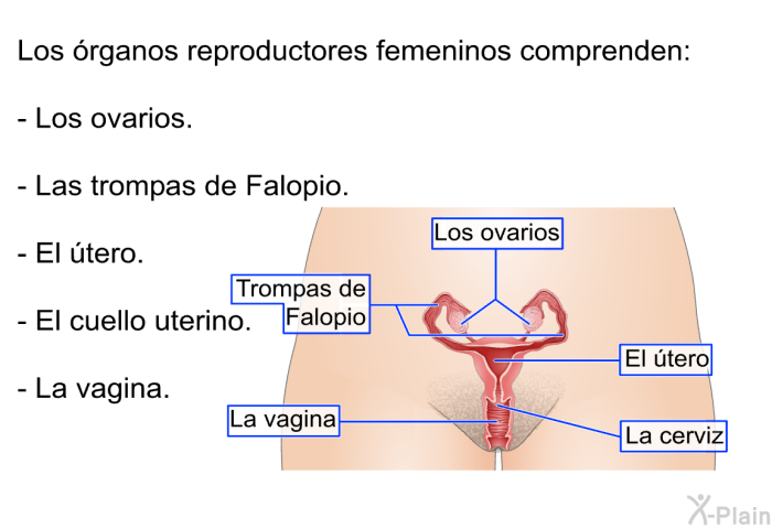 Los rganos reproductores femeninos comprenden:  Los ovarios. Las trompas de Falopio. El tero. El cuello uterino. La vagina.