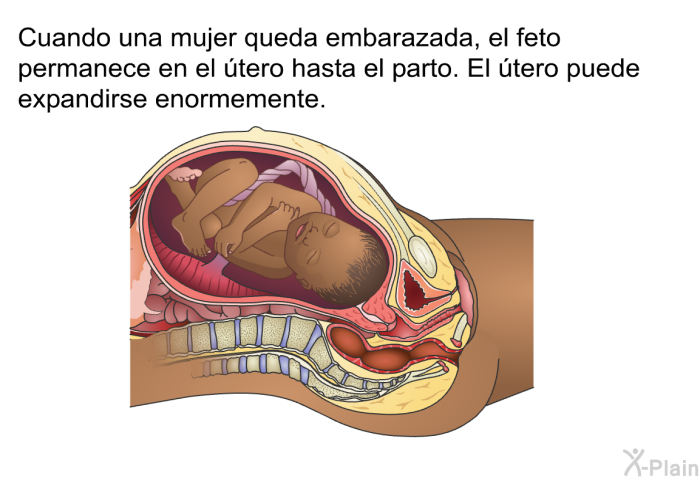 Cuando una mujer queda embarazada, el feto permanece en el tero hasta el parto. El tero puede expandirse enormemente.