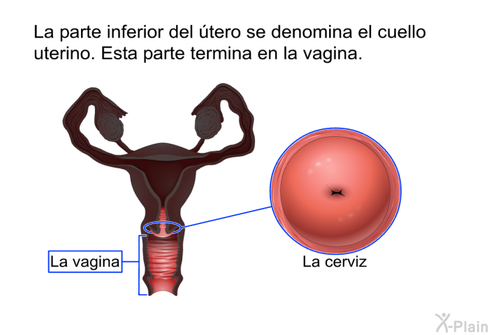 La parte inferior del tero se denomina el cuello uterino. Esta parte termina en la vagina.