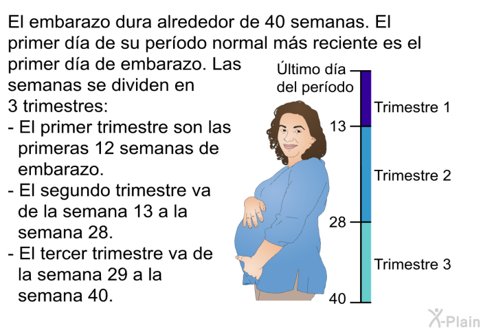 El embarazo dura alrededor de 40 semanas. El primer da de su perodo normal ms reciente es el primer da de embarazo. Las semanas se dividen en 3 trimestres:  El primer trimestre son las primeras 12 semanas de embarazo. El segundo trimestre va de la semana 13 a la semana 28. El tercer trimestre va de la semana 29 a la semana 40.