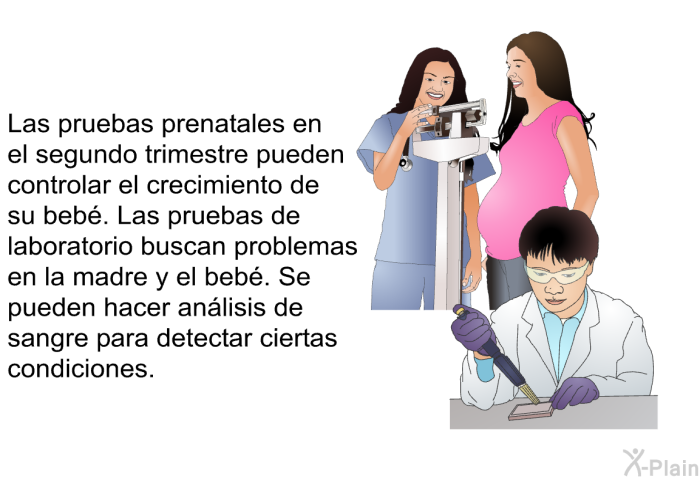 Examenes prenatales segundo trimestre online