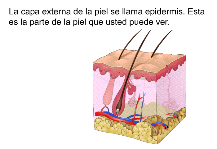 La capa externa de la piel se llama epidermis. Esta es la parte de la piel que usted puede ver.