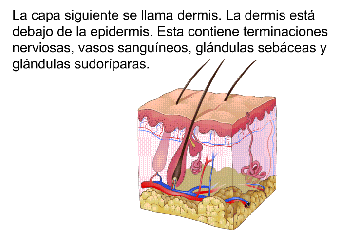 La capa siguiente se llama dermis. La dermis est debajo de la epidermis. Esta contiene terminaciones nerviosas, vasos sanguneos, glndulas sebceas y glndulas sudorparas.