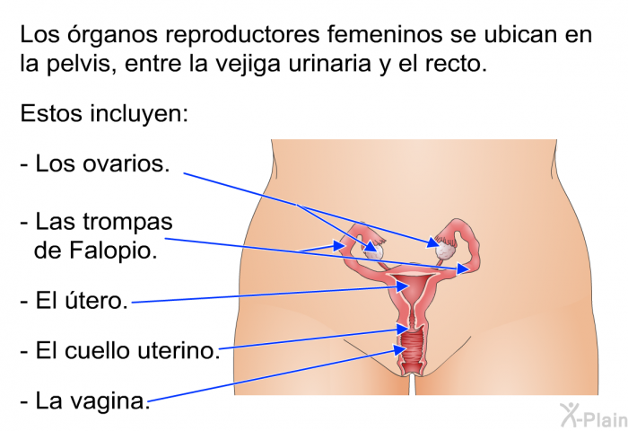 Los rganos reproductores femeninos se ubican en la pelvis, entre la vejiga urinaria y el recto. Estos incluyen:  Los ovarios. Las trompas de Falopio. El tero. El cuello uterino. La vagina.