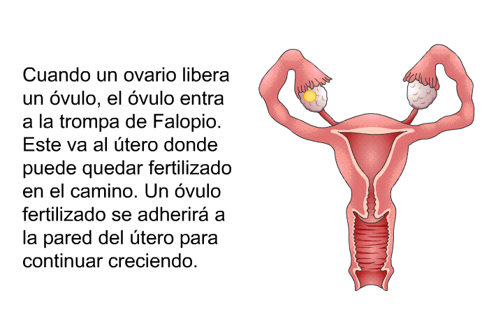 Cuando un ovario libera un vulo, el vulo entra a la trompa de Falopio. Este va al tero donde puede quedar fertilizado en el camino. Un vulo fertilizado se adherir a la pared del tero para continuar creciendo.