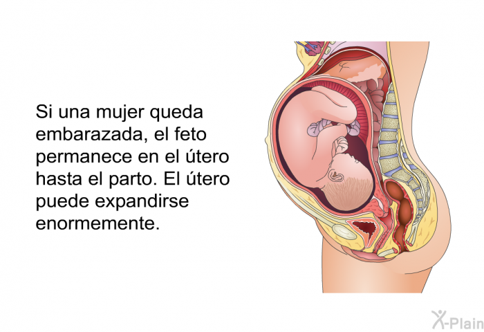 Si una mujer queda embarazada, el feto permanece en el tero hasta el parto. El tero puede expandirse enormemente.