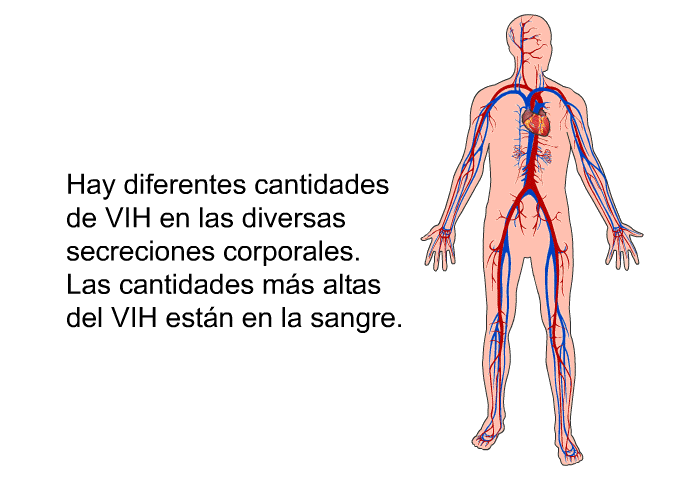 Hay diferentes cantidades de VIH en las diversas secreciones corporales. Las cantidades ms altas del VIH estn en la sangre.