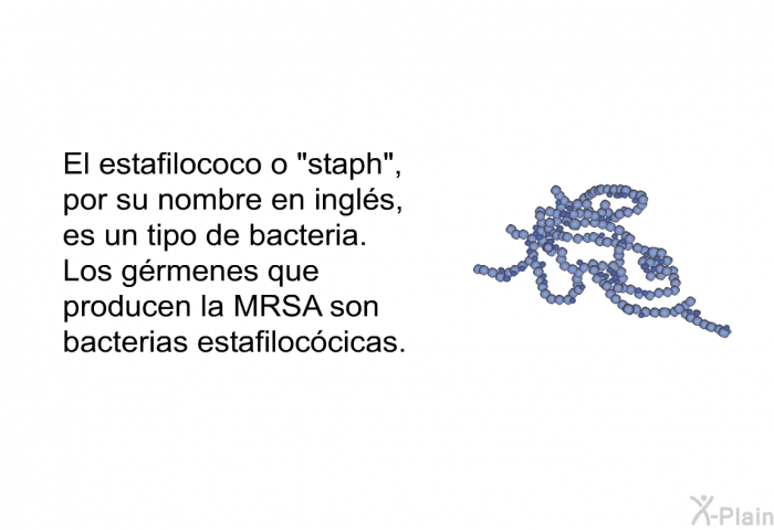 El estafilococo o “staph”, por su nombre en ingls, es un tipo de bacteria. Los grmenes que producen la MRSA son bacterias estafiloccicas.