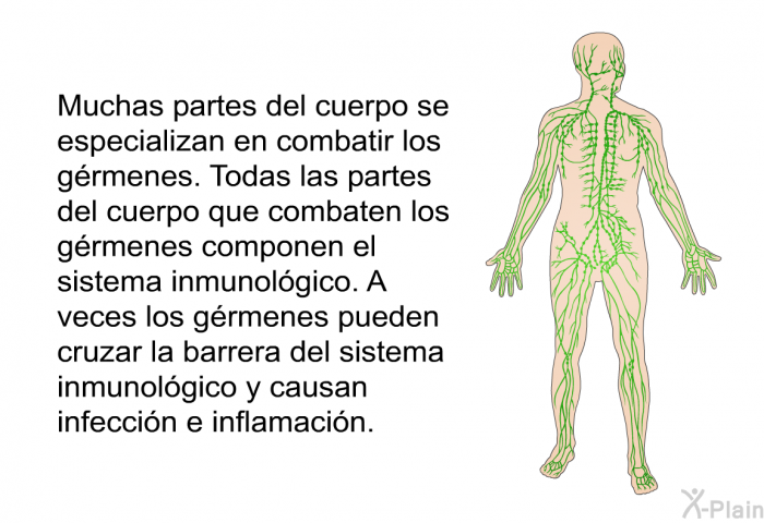 Muchas partes del cuerpo se especializan en combatir los grmenes. Todas las partes del cuerpo que combaten los grmenes componen el sistema inmunolgico. A veces los grmenes pueden cruzar la barrera del sistema inmunolgico y causan infeccin e inflamacin.