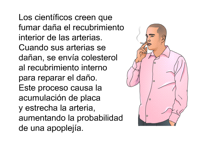 Los cient�ficos creen que fumar da�a el recubrimiento interior de las arterias. Cuando sus arterias se da�an, se env�a colesterol al recubrimiento interno para reparar el da�o. Este proceso causa la acumulaci�n de placa y estrecha la arteria, aumentando la probabilidad de una apoplej�a.